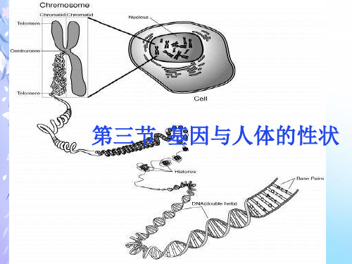 基因与人体的性状PPT教学课件