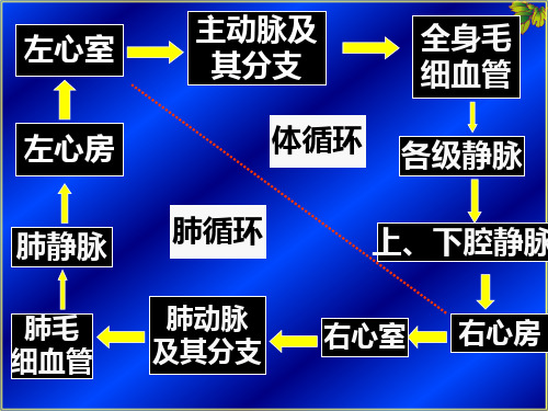 生理第六章循环