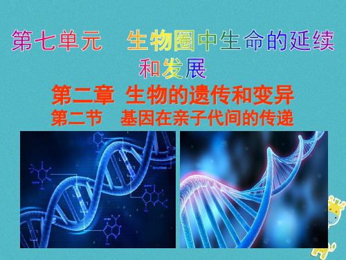 【人教版】最新年八年级生物下册：7.2.2《基因在亲子代间的传递》ppt教学课件.ppt