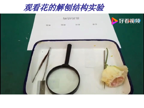 (人教版)七年级生物上册精品教学课件: 3.2.3 开花和结果