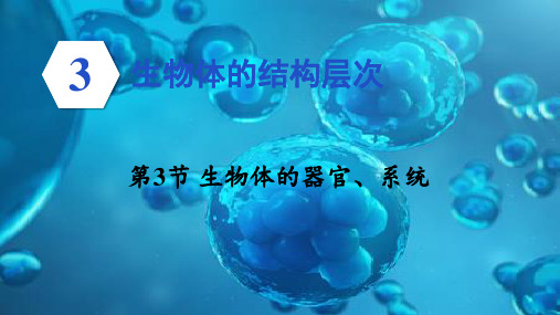 2024年秋新北师大版七年级上册生物课件 第3章 生物体的结构层次 第3节 生物体的器官、系统  