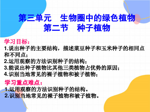 生物人教版七年级(上册)种子植物(共22张)(2024版新教材)