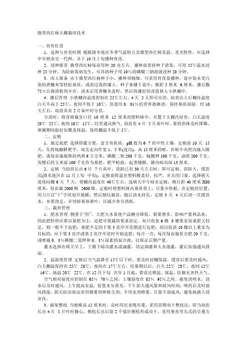 微型西红柿大棚栽培技术