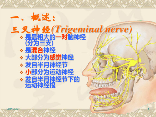 1三叉神经