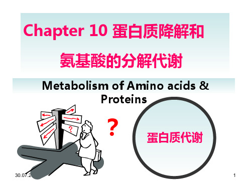 蛋白质的降解和氨基酸的分解代谢PPT课件