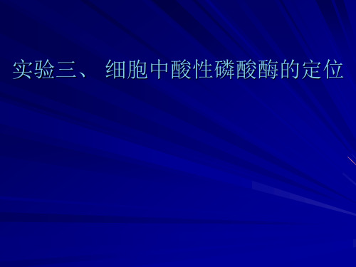 实验三、 细胞中酸性磷酸酶的定位