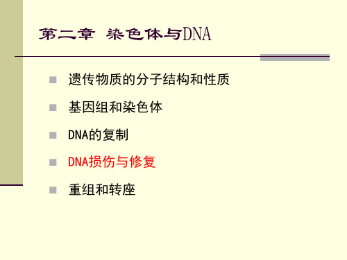 分子生物学： DNA损伤与修复