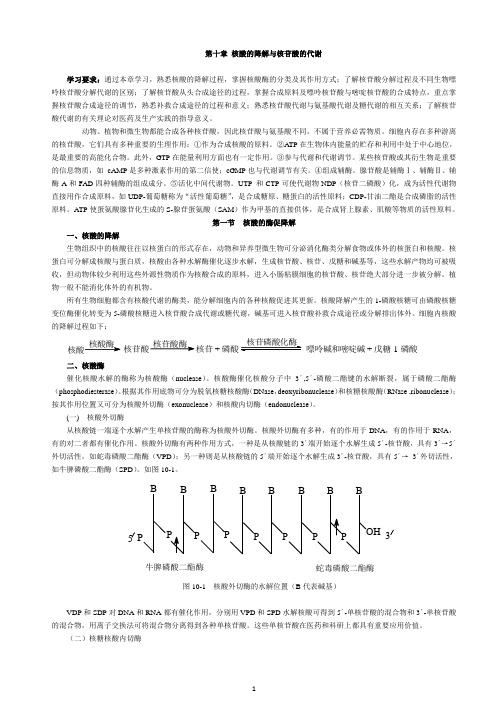 核酸的降解与核苷酸的代谢