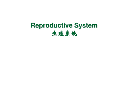 男性生殖系统.Male Reproductive System