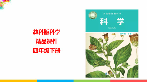 最新科教版小学四年级下册《种子里孕育着新生命》名师课件