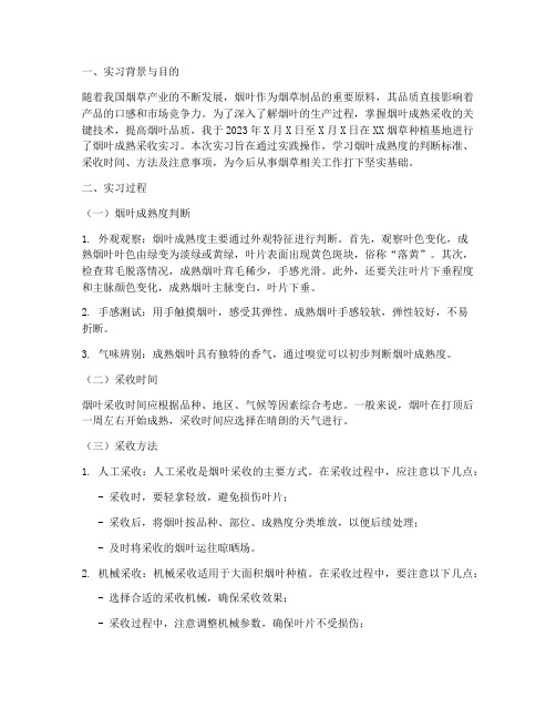 烟叶成熟采收实习报告