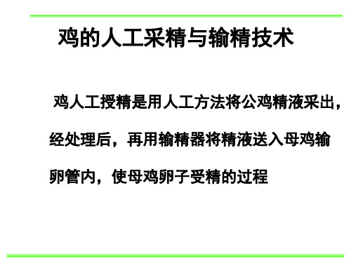 鸡的人工采精与输精技术