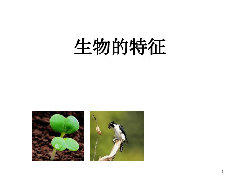 人教版初中七年级生物上册全套PPT课件