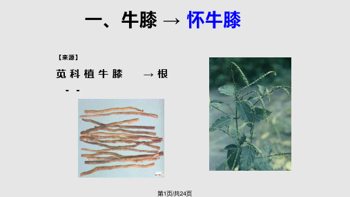 牛膝的生药鉴定PPT课件