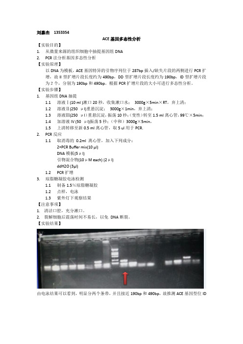 ACE基因多态性分析