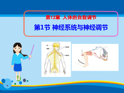 《神经系统与神经调节》PPT【精选推荐课件】