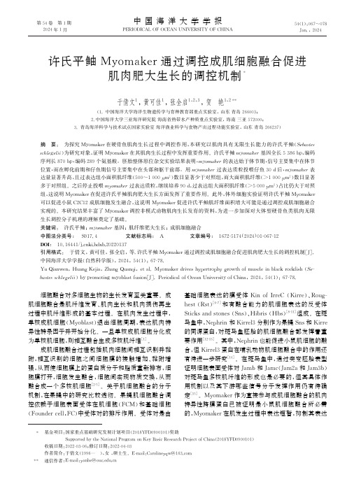 许氏平鲉Myomaker通过调控成肌细胞融合促进肌肉肥大生长的调控机制