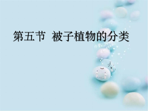 药用植物学桑科、蓼科