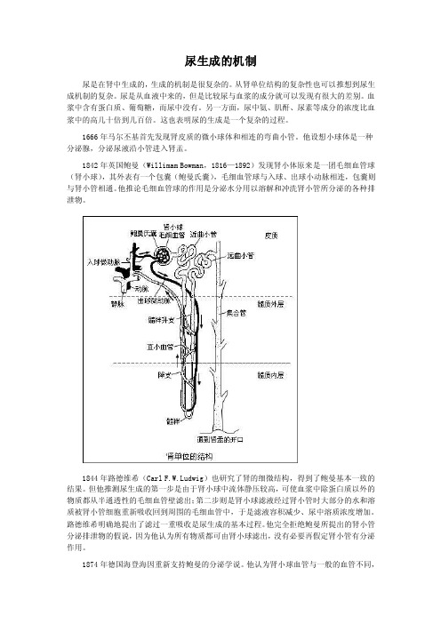 尿生成的机制