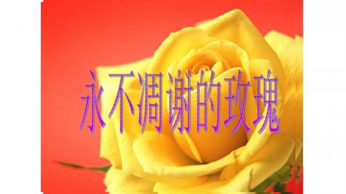 西南师大版三年级语文上册《七单元 32 永不凋谢的玫瑰》公开课课件_1