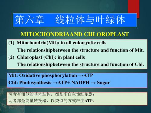 细胞生物学-第六章_线粒体与叶绿体