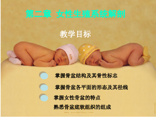 第二章女性生殖系统解剖及生理.ppt(最新版)