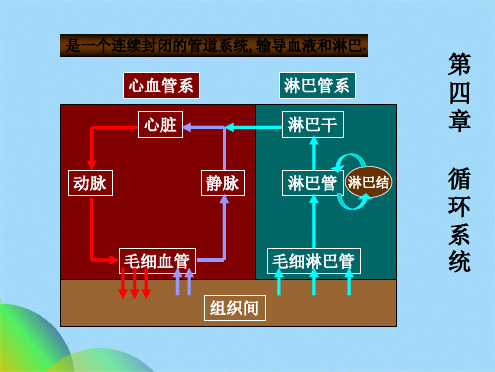 循环系统详细文档ppt(共57张PPT)