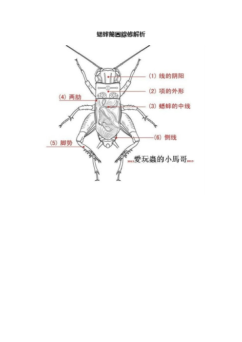 蟋蟀簡圖線條解析