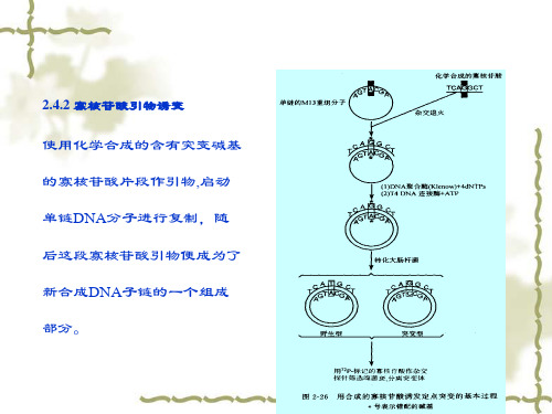 基因定点诱变