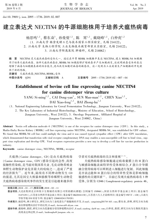 建立表达犬NECTIN4的牛源细胞株用于培养犬瘟热病毒