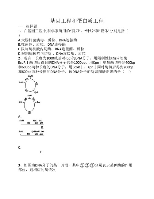 基因工程和蛋白质真题