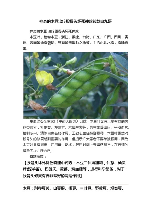 神奇的木豆治疗股骨头坏死神效转载自九哥