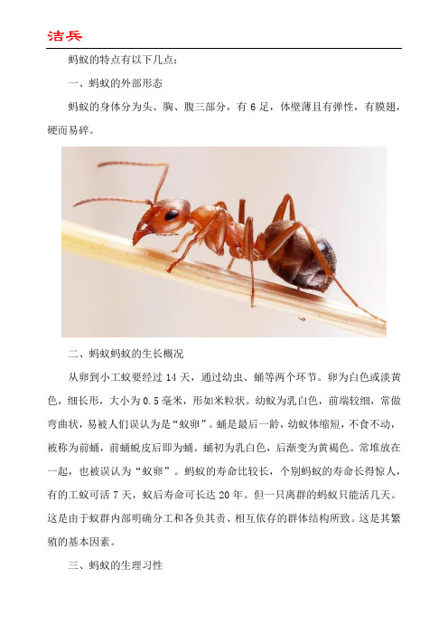 蚂蚁的特点和生活特征