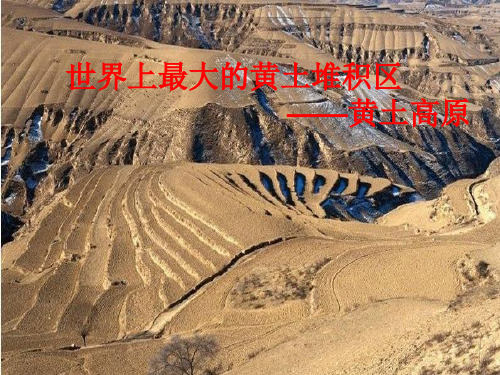 人教版八级下册地理《第三节 世界最大的黄土堆积区——黄土高原》PPT课件