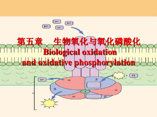 (理学)生物氧化与氧化磷酸化