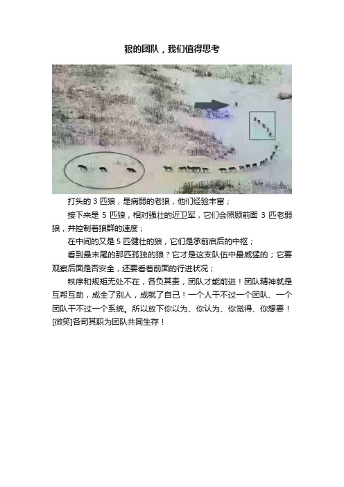 狼的团队，我们值得思考