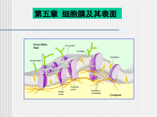 细胞生物学PPT第五章 细胞膜及其表面-2课件