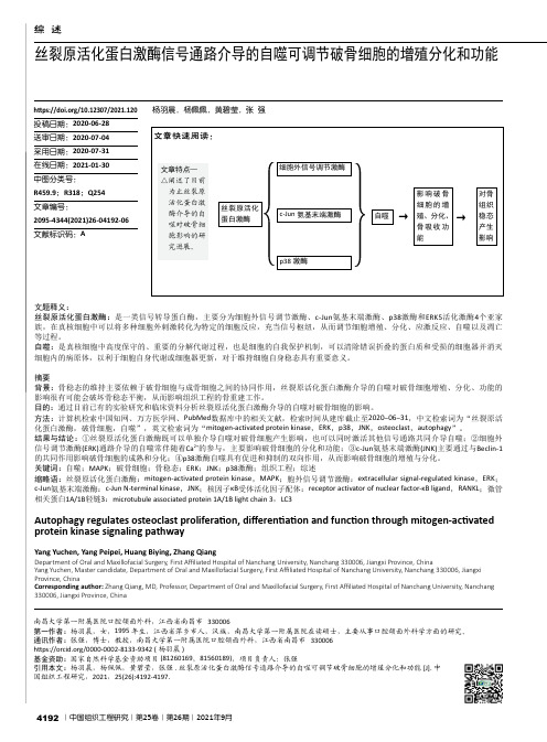 丝裂原活化蛋白激酶信号通路介导的自噬可调节破骨细胞的增殖分化和功能