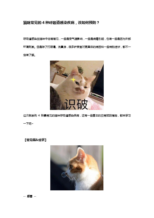 猫咪常见的4种呼吸道感染疾病,该如何预防？