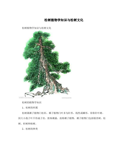 松树植物学知识与松树文化