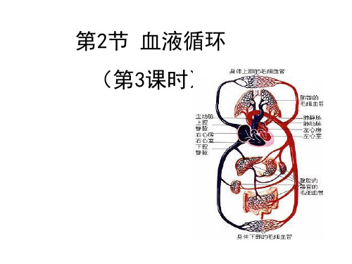 9-2第3课时血液循环