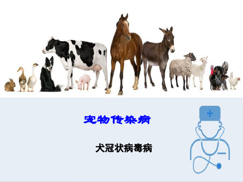 犬猫传染病的防治—犬冠状病毒病