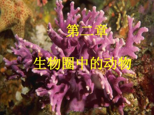 动物的主要类群