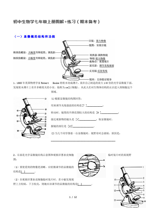 人教版七年级生物上册图解+练习(期末备考)