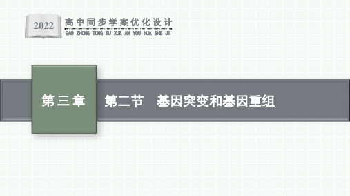 苏教版生物必修二：第二节 基因突变和基因重组