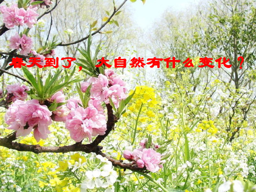 四级下册- 油菜花开了教科版ppt精品课件 5