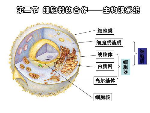 第二节 细胞器合作--生物膜系统