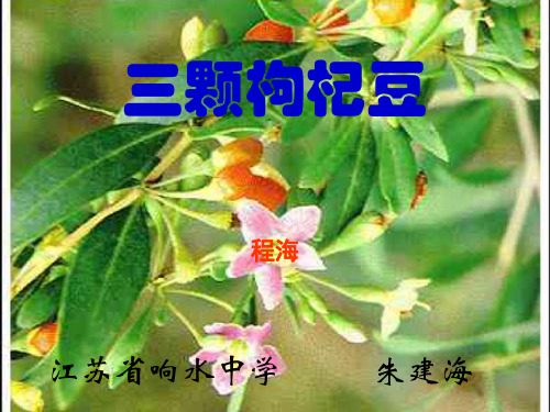 三颗枸杞豆1-