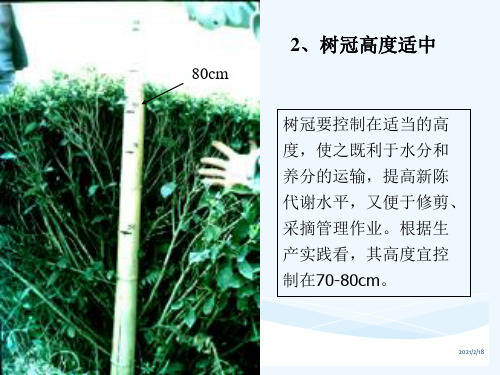 茶树栽培学茶树的修剪