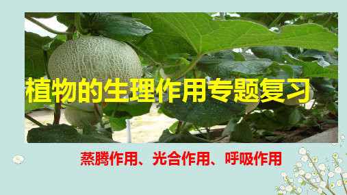 植物的三大生理作用-江苏省连云港市沙河中学中考生物专题复习课件(共26张PPT)